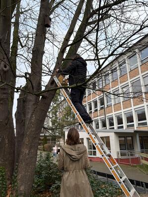 Anbringung des Vogelhauses im Baum